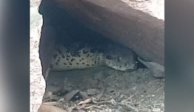 MP: Python Lived In Temple Cave For Decades, People Claim To Be Bigger Than Anaconda – MP : मंदिर की गुफा में दशकों से रहते हैं अजगर बाबा, लोग ऐनाकौंडा से भी बड़ा होने का करते हैं दावा