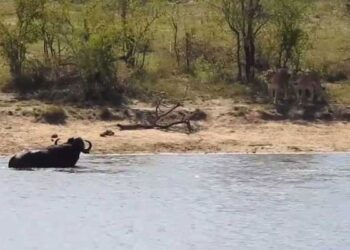 Buffalo Jumped Into The River To Escape From The Lion But Caught By Crocodile Then This Happened See Shocking Video