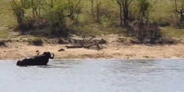 Buffalo Jumped Into The River To Escape From The Lion But Caught By Crocodile Then This Happened See Shocking Video