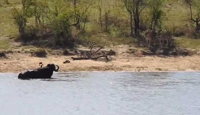 Buffalo Jumped Into The River To Escape From The Lion But Caught By Crocodile Then This Happened See Shocking Video