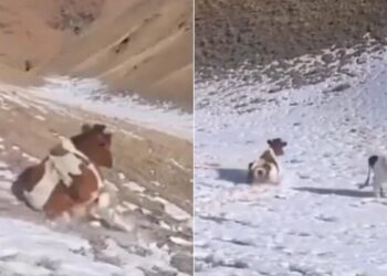 Cow Sliding Down Mountain Covered With Snow: Cow Sliding On Fresh Fallen Ice On The Mountain Video Viral