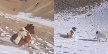 Cow Sliding Down Mountain Covered With Snow: Cow Sliding On Fresh Fallen Ice On The Mountain Video Viral