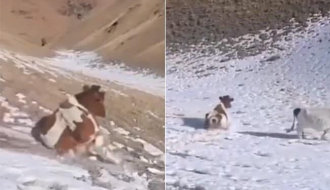 Cow Sliding Down Mountain Covered With Snow: Cow Sliding On Fresh Fallen Ice On The Mountain Video Viral