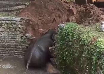 Elephant Fell Into A Agricultural Well In Andhra Pradesh Chittoor Rescue Operation Video