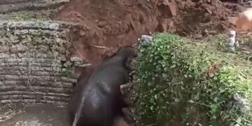 Elephant Fell Into A Agricultural Well In Andhra Pradesh Chittoor Rescue Operation Video