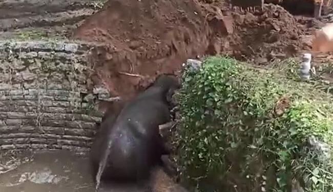 Elephant Fell Into A Agricultural Well In Andhra Pradesh Chittoor Rescue Operation Video