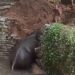 Elephant Fell Into A Agricultural Well In Andhra Pradesh Chittoor Rescue Operation Video