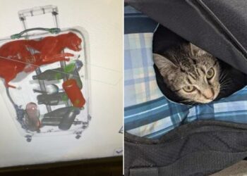 मालिक के साथ घूमने जाना चाहती थी बिल्ली, बैग में घुस गई, एयपोर्ट पर अधिकारियों ने पकड़ लिया