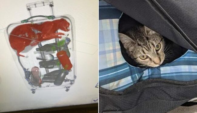 मालिक के साथ घूमने जाना चाहती थी बिल्ली, बैग में घुस गई, एयपोर्ट पर अधिकारियों ने पकड़ लिया