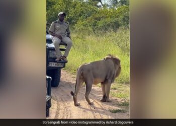 On Seeing The Lion, The Person Became An Idol And Saved His Life, You Will Be Surprised To See The Video