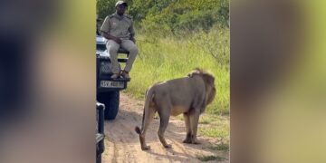 On Seeing The Lion, The Person Became An Idol And Saved His Life, You Will Be Surprised To See The Video