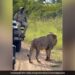On Seeing The Lion, The Person Became An Idol And Saved His Life, You Will Be Surprised To See The Video