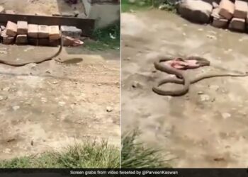 Woman Throw Chappal On Snake Suddenly Snake Slithering Away With Slipper Watch Viral Video