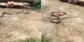 Woman Throw Chappal On Snake Suddenly Snake Slithering Away With Slipper Watch Viral Video