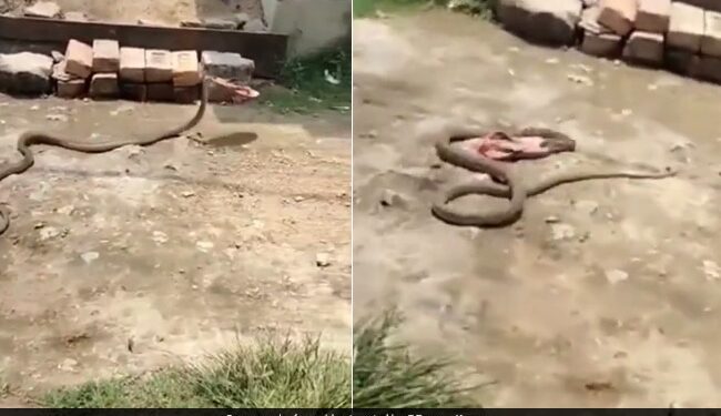 Woman Throw Chappal On Snake Suddenly Snake Slithering Away With Slipper Watch Viral Video
