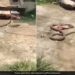 Woman Throw Chappal On Snake Suddenly Snake Slithering Away With Slipper Watch Viral Video