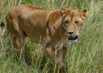 Lioness Jumps Inside Safari Vehicle What Happens Next Will Confuse You In Viral Video