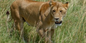 Lioness Jumps Inside Safari Vehicle What Happens Next Will Confuse You In Viral Video