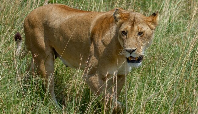 Lioness Jumps Inside Safari Vehicle What Happens Next Will Confuse You In Viral Video