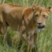 Lioness Jumps Inside Safari Vehicle What Happens Next Will Confuse You In Viral Video