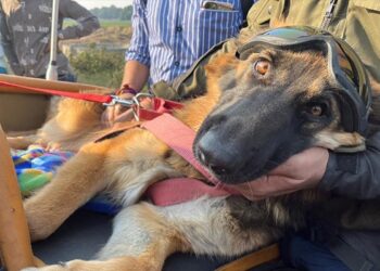 Bharat Jodo Yatra German Shepherd Marvel Is On Bike Tour For Rahul Gandhi Bharat Jodo Yatra See Video