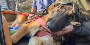 Bharat Jodo Yatra German Shepherd Marvel Is On Bike Tour For Rahul Gandhi Bharat Jodo Yatra See Video