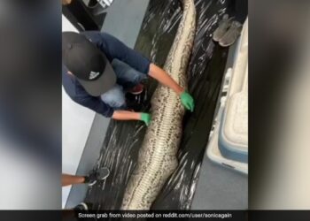 Shocking Video Of 5 Foot Alligator Found Inside Burmese Python In Florida – Shocking Video : अजगर ने निगला पूरा 5 फुट का घड़ियाल, फूला हुआ था पेट, विचलित कर सकती हैं तस्वीरें
