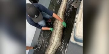 Shocking Video Of 5 Foot Alligator Found Inside Burmese Python In Florida – Shocking Video : अजगर ने निगला पूरा 5 फुट का घड़ियाल, फूला हुआ था पेट, विचलित कर सकती हैं तस्वीरें