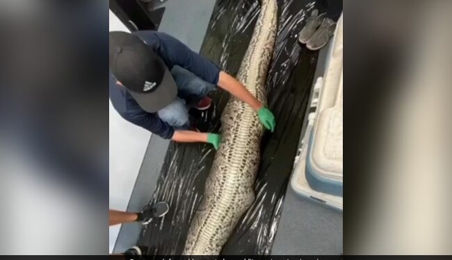 Shocking Video Of 5 Foot Alligator Found Inside Burmese Python In Florida – Shocking Video : अजगर ने निगला पूरा 5 फुट का घड़ियाल, फूला हुआ था पेट, विचलित कर सकती हैं तस्वीरें