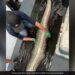 Shocking Video Of 5 Foot Alligator Found Inside Burmese Python In Florida – Shocking Video : अजगर ने निगला पूरा 5 फुट का घड़ियाल, फूला हुआ था पेट, विचलित कर सकती हैं तस्वीरें