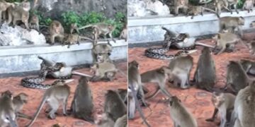 Python Trying To Swallow Monkey Another Monkey Trying To Save Then What Happened Next See Shocking Viral Video