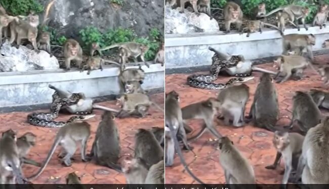 Python Trying To Swallow Monkey Another Monkey Trying To Save Then What Happened Next See Shocking Viral Video