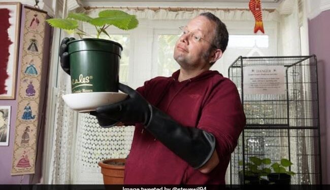 Worlds Most Dangerous Plant: British Grows World Most Dangerous Plant That So Painful It Can Make You Suicidal