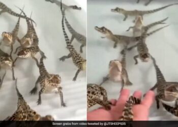 Baby Crocodiles Sounds Like They Are Shooting Laser Guns Will Simply Melt Your Heart Watch Viral Video