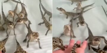Baby Crocodiles Sounds Like They Are Shooting Laser Guns Will Simply Melt Your Heart Watch Viral Video