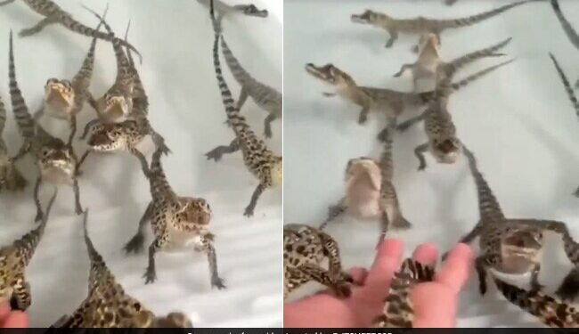 Baby Crocodiles Sounds Like They Are Shooting Laser Guns Will Simply Melt Your Heart Watch Viral Video