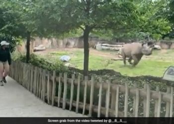 Rhino Jumping In Joy After Seeing Caretaker Will Make You Go Aww Watch Viral Video – केयरटेकर को देखते ही खुशी से झूम उठा गैंडा, उसके मज़ेदार रिएक्शन ने जीता लोगों का दिल