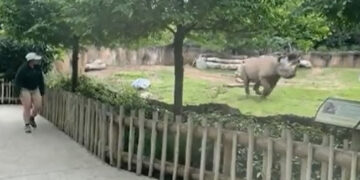 Rhino Jumping In Joy After Seeing Caretaker Will Make You Go Aww Watch Viral Video – केयरटेकर को देखते ही खुशी से झूम उठा गैंडा, उसके मज़ेदार रिएक्शन ने जीता लोगों का दिल