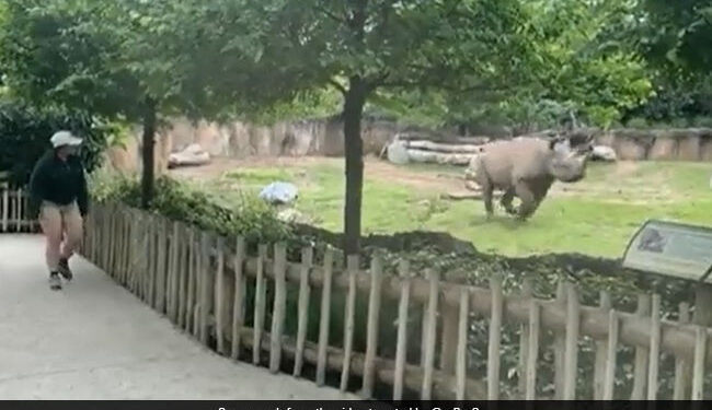 Rhino Jumping In Joy After Seeing Caretaker Will Make You Go Aww Watch Viral Video – केयरटेकर को देखते ही खुशी से झूम उठा गैंडा, उसके मज़ेदार रिएक्शन ने जीता लोगों का दिल