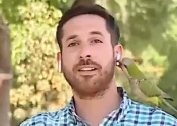 चोरी की रिपोर्टिंग कर रहा था रिपोर्टर, तभी तोता आया और उसका एक ईयरफोन चुरा कर भाग गया