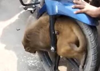 Monkey Shocking Video: Monkey Gets Stuck In Front Wheel Of Speeding Bike In Barabanki Uttar Pradesh