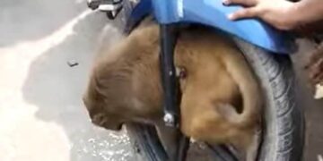 Monkey Shocking Video: Monkey Gets Stuck In Front Wheel Of Speeding Bike In Barabanki Uttar Pradesh