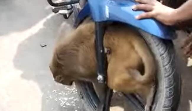 Monkey Shocking Video: Monkey Gets Stuck In Front Wheel Of Speeding Bike In Barabanki Uttar Pradesh