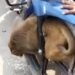 Monkey Shocking Video: Monkey Gets Stuck In Front Wheel Of Speeding Bike In Barabanki Uttar Pradesh