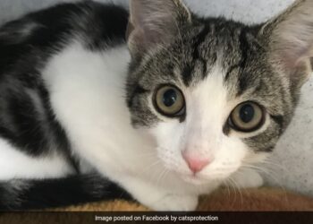 First Rare Cat Which Is Neither Male Nor Female Found In UK Doctors Shocked