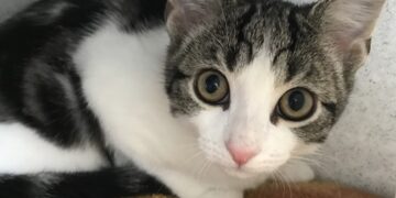 First Rare Cat Which Is Neither Male Nor Female Found In UK Doctors Shocked