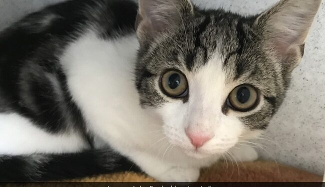 First Rare Cat Which Is Neither Male Nor Female Found In UK Doctors Shocked