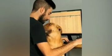 The Owner Was Doing Work From Home, Then The Dog Got Stuck With Love, The Video Will Win Hearts On Social Media