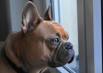 Dogs Worth $100K Stolen During House Burglary In US Smashing Windows – 80 लाख के क़ीमती कुत्तों की हुई चोरी…घर की खिड़की तोड़ हुई घुसपैठ, इस नस्ल के लिए दीवानगी से आई आफ़त