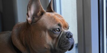 Dogs Worth $100K Stolen During House Burglary In US Smashing Windows – 80 लाख के क़ीमती कुत्तों की हुई चोरी…घर की खिड़की तोड़ हुई घुसपैठ, इस नस्ल के लिए दीवानगी से आई आफ़त